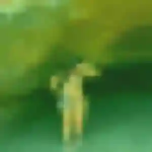Photo de Ivana à Biarritz (41 ans) - rencontre cougar sans inscription