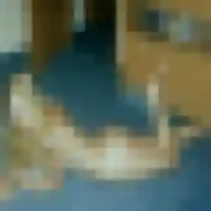Penelope, 40 ans, disponible à Challes-les-Eaux pour un rencontre cougar