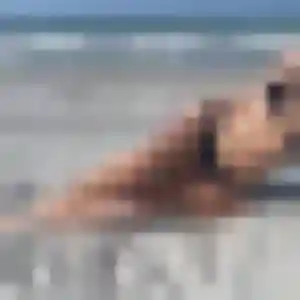 Laurence (24 ans) à Koungou cherche un rencontre cougar aujourd'hui