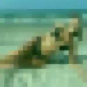 Rosalie, 44 ans, connectée à Wervicq-Sud pour une rencontre coquine